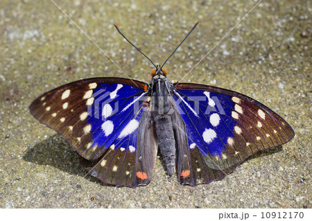 オオムラサキ オオムラサキ 10912170