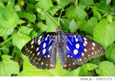 オオムラサキ 10912171