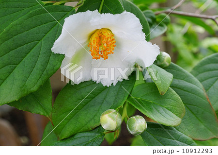 沙羅の花 沙羅の花 10912293