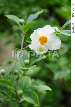 沙羅双樹の花の写真素材 [10912294] - PIXTA
