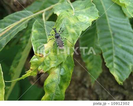 シマサシガメ 10912302