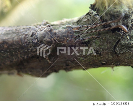 カゲロウ類(頭部アップ） 10912303