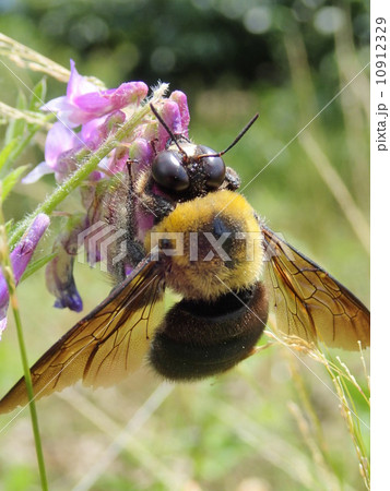 キムネクマバチ　雄(全体） 10912329