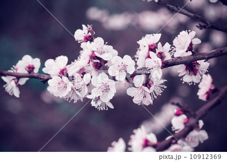 Flowering apricot 10912369