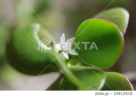 金の成る木の花 10912616