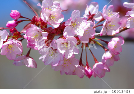 亀ヶ森の一本桜の花姿の写真素材