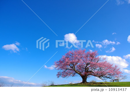 亀ヶ森の一本桜 の写真素材