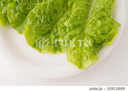 サンチュのイメージ サンチュのイメージ 10913689