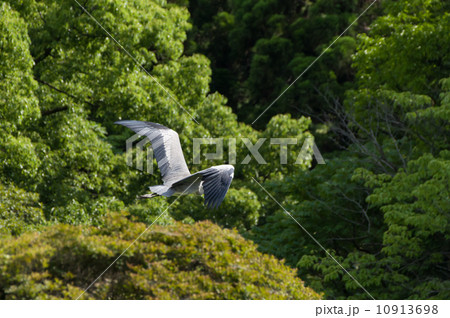 アオサギの飛行 10913698