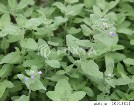 キャットミント 10913811