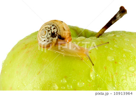 Snail and apple Snail and apple 10913964