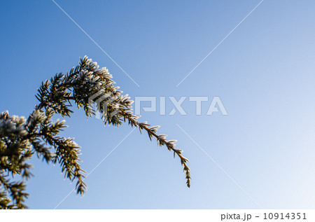 Frosty juniper twigs Frosty juniper twigs 10914351