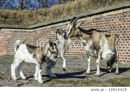 Female goat with babies in front of a barn. 10914428