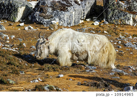 Yak in Himalaya mountains, Everest region, Nepal. 10914965