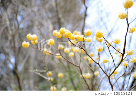 ミツマタの花 ミツマタの花 10915121