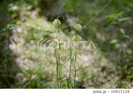 アミガサユリ 10915126