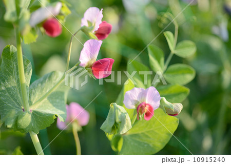エンドウの花 エンドウの花 10915240