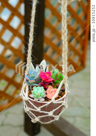 可憐な籠 10915252