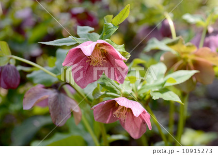 ヘルボルス 10915273