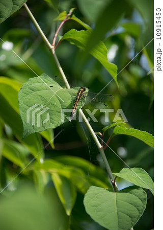 トンボ　昆虫の写真素材 10915450