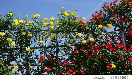 信州中野一本木公園のバラ園 10915662
