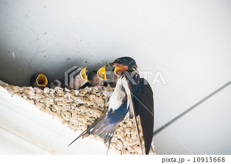ツバメの巣 自然風景の写真素材 ツバメの巣 自然風景の写真素材 10915668