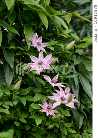 ピンキー 10915879