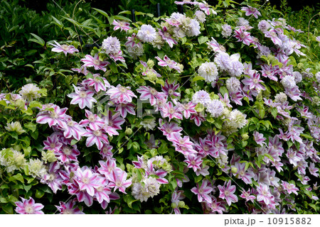 クレマチスの棚 クレマチスの棚 10915882