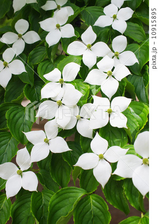 山法師の白い花 10915895