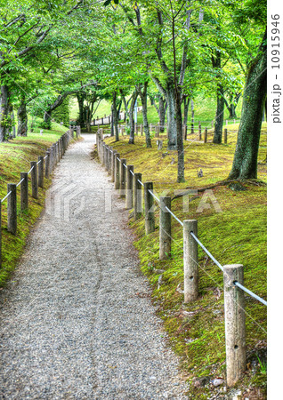 森の小路 10915946