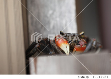 生物(アカテガニ) 10915981