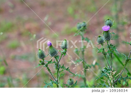 アザミ-2 アザミ-2 10916034