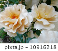 ジュリアスローズ julia's Rose ジュリアスローズ julia's Rose 10916218