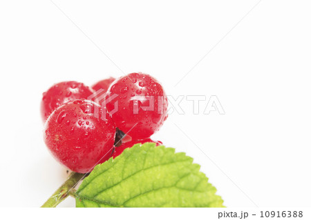 ゆすらうめ（ゆすらご） 10916388