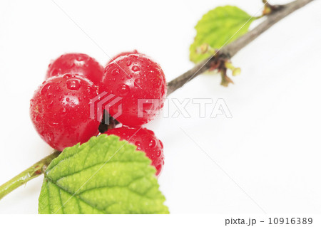 ゆすらうめ（ゆすらご） 10916389