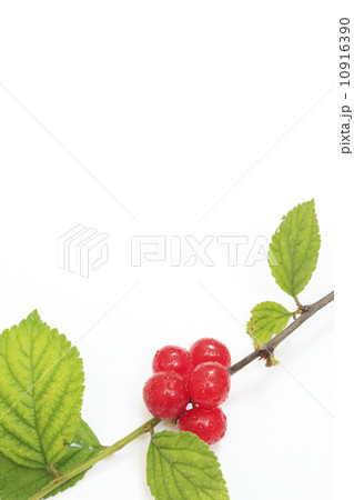 ゆすらうめ（ゆすらご） 10916390