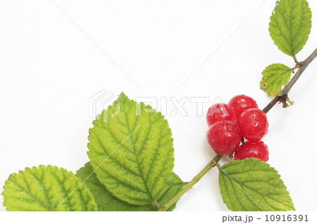 ゆすらうめ（ゆすらご） 10916391