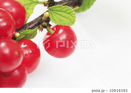 ゆすらうめ(ゆすらご) ゆすらうめ(ゆすらご) 10916393