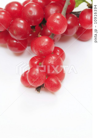 ゆすらうめ（ゆすらご） 10916394