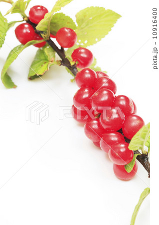 ゆすらうめ（ゆすらご） 10916400