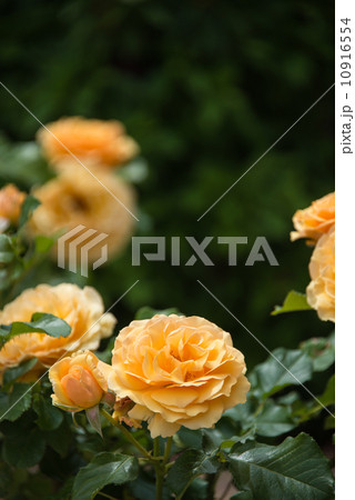 黄色い薔薇 花の写真素材 黄色い薔薇 花の写真素材 10916554