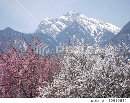 眞原桜並木 10916632