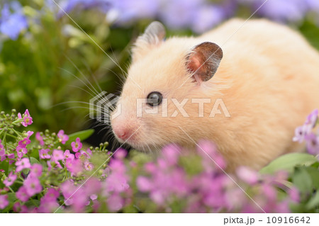 花畑とキンクマハムスター 10916642