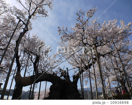 山高神代桜 10916698