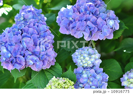 あじさい 10916775