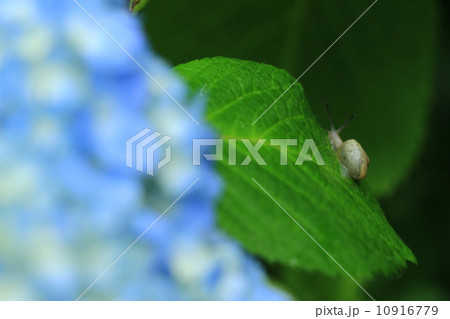 でんでん虫8 でんでん虫8 10916779