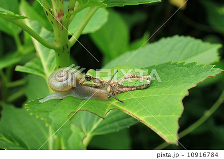 かたつむりと雨蛙43 10916784