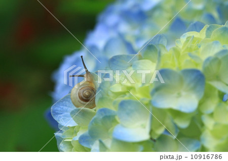 かたつむり５７ 10916786