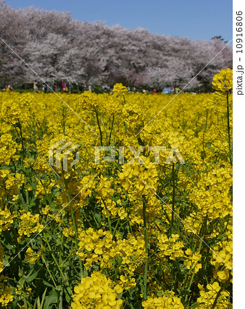 権現堂堤桜並木 権現堂堤桜並木 10916806