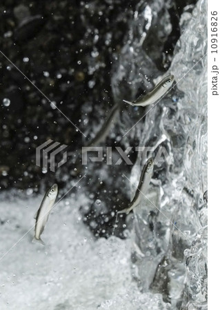 アユの遡上 10916826